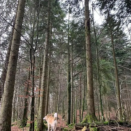 Lynx House בית נופש *